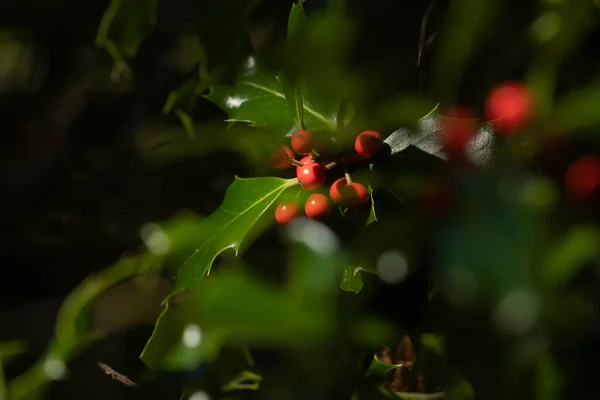 Acebo Silvestre Entorno Natural Bosque Con Sus Bayas Rojas Escondidas — Foto de Stock