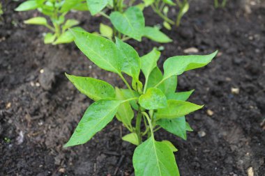 Fide, bitki, Fideler, Bahçe