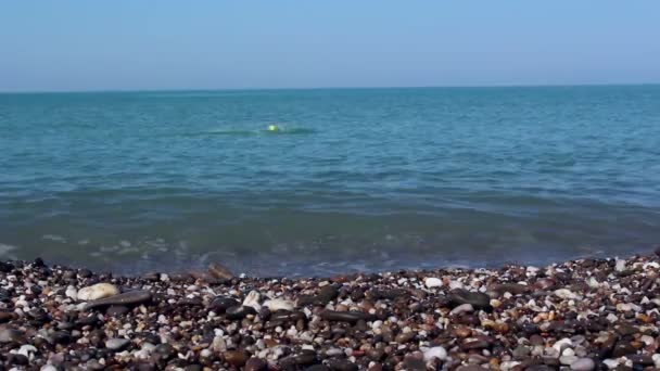 Собака плаває за м'ячем у морі. Джек Рассел тер'єр приносить м'яч від моря до свого господаря. Море з чистою блакитною водою. — стокове відео