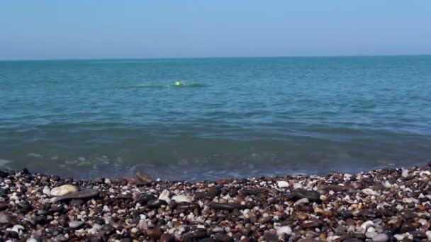 Een hond zwemt achter een bal in de zee. Jack Russell Terrier brengt een bal van de zee naar zijn meester. Zee met helder blauw water. — Stockvideo