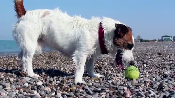 Jack Russell Terrier speelt met zijn favoriete bal op een kiezelstrand. Jack Russell Terrier hapjes een bal op een kiezelstrand. — Stockvideo
