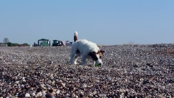 Teriér Jack Russell hraje se svou oblíbenou koulí na oblázkové pláži. Jack Russell teriér si na oblázkové pláži pochutne na kouli. — Stock video