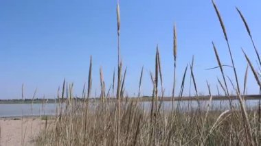 Kurutulmuş otlar bir tuz gölünün arka planına karşı rüzgarda sallar. Gölde kuru ot.
