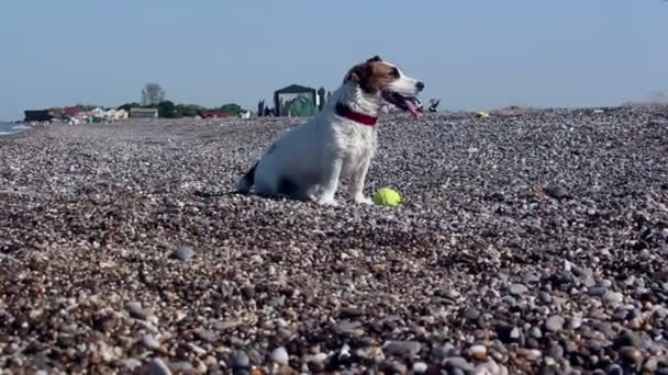 Джек Рассел терьер играет со своим любимым мячом на галечном пляже. Джек Рассел Терьер кусает мяч на галечном пляже . — стоковое видео