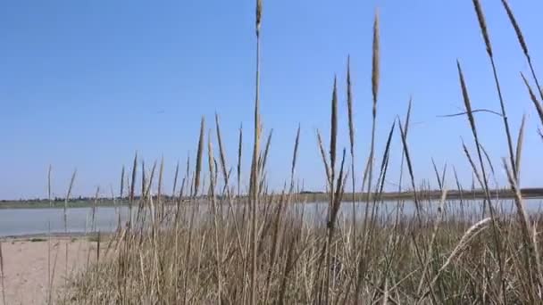 말린 풀은 소금 호수의 배경에 대한 바람에 흔들립니다. 호수에 마른 잔디. — 비디오