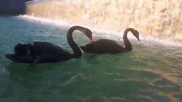 사랑하는 검은 백조 한쌍 이 연못에서 헤엄치고 있습니다. 검은 백조는 연못에서 헤엄치고 있습니다. 검은 백조는 먹이를 찾아 뛰어 다닌다. — 비디오