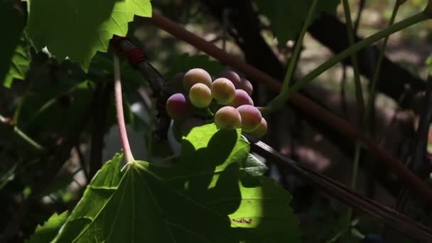Un tas de raisins balancent dans le vent . — Video