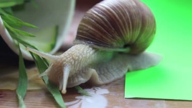 Salyangoz otları yiyor. Bahçe salyangozu taze sebze yer..