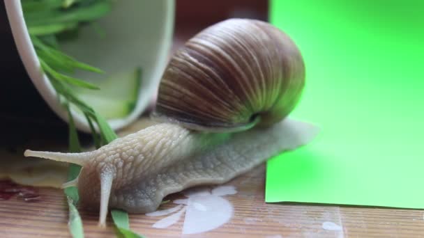 Κοντινό σαλιγκάρι τρώει γρασίδι. Το σαλιγκάρι του κήπου τρώει φρέσκα λαχανικά. — Αρχείο Βίντεο