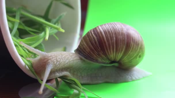 特写镜头蜗牛吃草。花园蜗牛吃新鲜蔬菜. — 图库视频影像