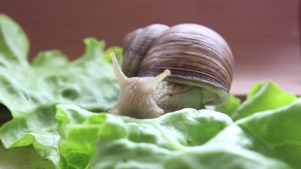 カタツムリは野菜を食べる。レタスの新鮮な葉を食べている庭のカタツムリ。緑のサラダを食べている庭のカタツムリの終わり. — ストック動画