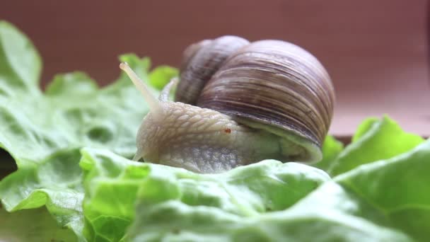 Snail eats vegetables. A garden snail that is eating fresh leaf of lettuce. Close Up of a garden snail that is eating a green salad. — Stock Video