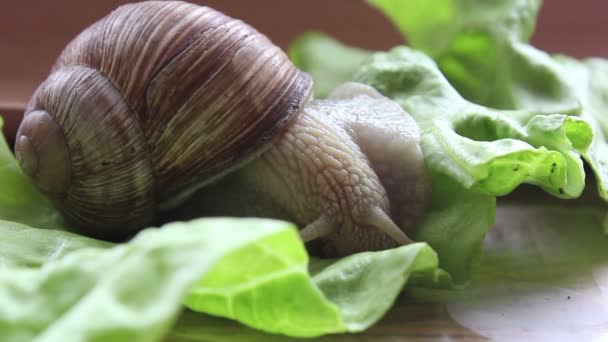 Snail eats vegetables. A garden snail that is eating fresh leaf of lettuce. Close Up of a garden snail that is eating a green salad. — Stock Video