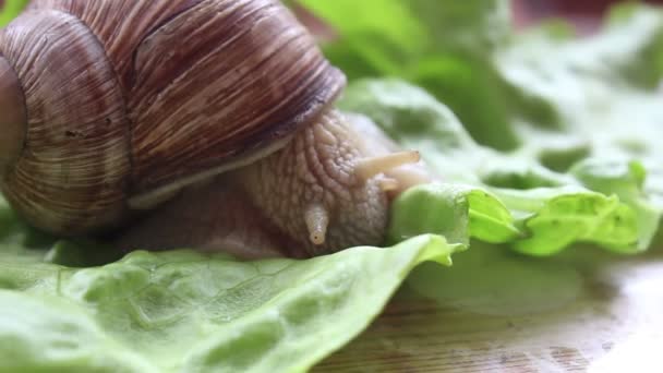 Το σαλιγκάρι τρώει λαχανικά. Ένα σαλιγκάρι κήπου που τρώει φρέσκα φύλλα μαρουλιού. Κοντινό πλάνο ενός σαλιγκαριού κήπου που τρώει πράσινη σαλάτα. — Αρχείο Βίντεο