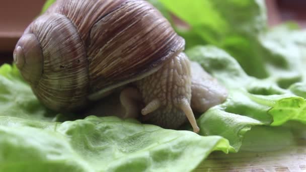 Šnek jí zeleninu. Zahradní šnek, který jí čerstvý list salátu. Close Up of a garden snail that is eating a green salad. — Stock video