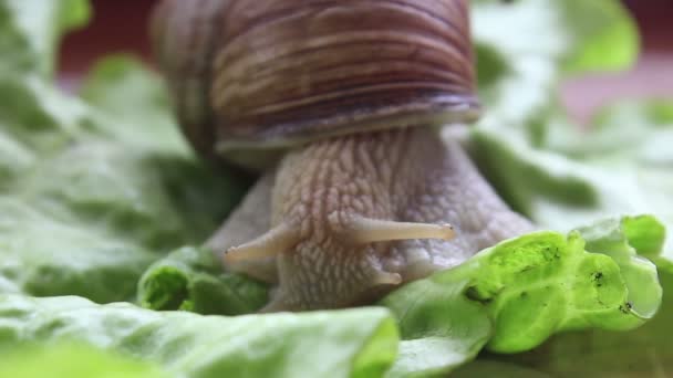 O caracol come vegetais. Um caracol de jardim que está comendo folha fresca de alface. Close Up de um caracol de jardim que está comendo uma salada verde . — Vídeo de Stock