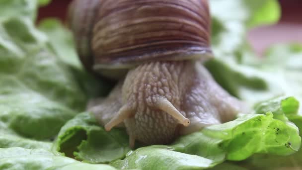 Snail eats vegetables. A garden snail that is eating fresh leaf of lettuce. Close Up of a garden snail that is eating a green salad. — Stock Video