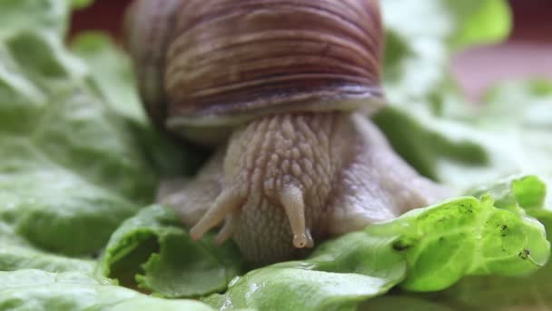 Snail eats vegetables. A garden snail that is eating fresh leaf of lettuce. Close Up of a garden snail that is eating a green salad. — Stock Video