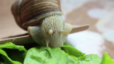 Salyangoz sebze yer. Taze marul yiyen bir bahçe salyangozu. Yeşil salata yiyen bir salyangozun yakınına..