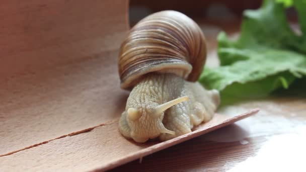 Snail eats vegetables. A garden snail that is eating fresh leaf of lettuce. Close Up of a garden snail that is eating a green salad. — Stock Video