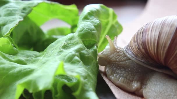 Snail eats vegetables. A garden snail that is eating fresh leaf of lettuce. Close Up of a garden snail that is eating a green salad. — Stock Video