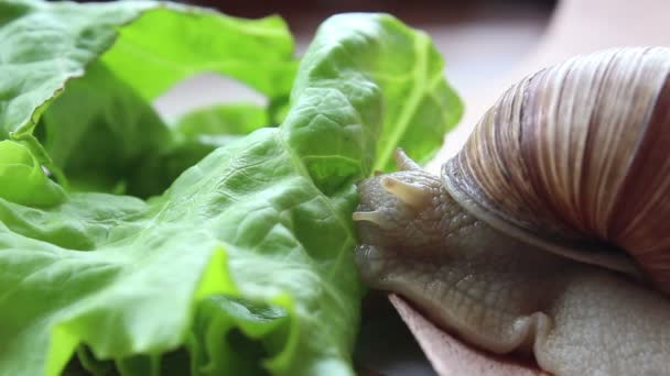 O caracol come vegetais. Um caracol de jardim que está comendo folha fresca de alface. Close Up de um caracol de jardim que está comendo uma salada verde . — Vídeo de Stock