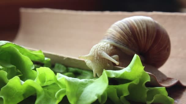 달팽이는 야채를 먹습니다. 상추의 신선 한 잎을 먹고 있는 정원 달팽이입니다. 녹색 샐러드 를 먹고 있는 정원 달팽이의 근접 사진. — 비디오