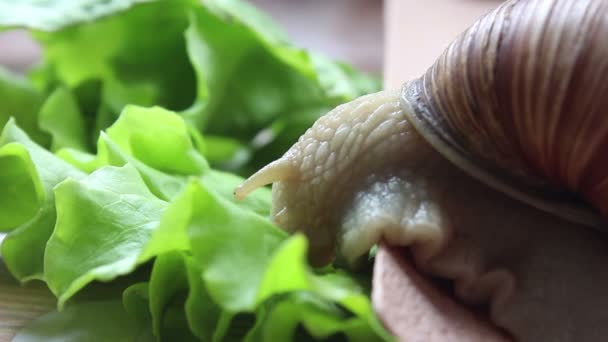 蜗牛吃蔬菜.一种吃生菜新鲜叶子的花园蜗牛.靠近一只正在吃绿色沙拉的花园蜗牛. — 图库视频影像