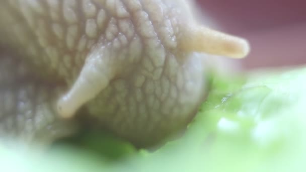 O caracol come vegetais. Um caracol de jardim que está comendo folha fresca de alface. Close Up de um caracol de jardim que está comendo uma salada verde . — Vídeo de Stock