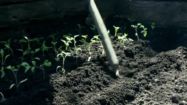 农夫在花园里种植番茄幼苗.农民们手拿着防护手套,在地里播种.有机食品概念. — 图库视频影像