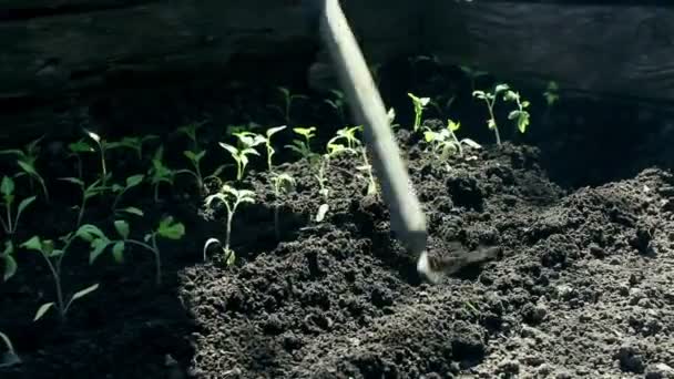 Odlare planterar tomatplantor i trädgården. Bönder händer i skyddshandskar plantera plantor i marken. Begreppet ekologiska livsmedel. — Stockvideo