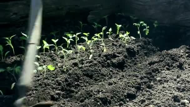 Agricultor plantando plántulas de tomate en el jardín. Los agricultores manos en guantes de protección plantando plántulas en el suelo. Concepto de alimentos ecológicos . — Vídeos de Stock