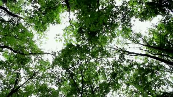 Udsigt over himlen og træernes kroner. Kroner af løvtræer. Udsigt fra bunden. – Stock-video