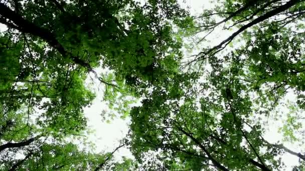 Zicht op de hemel en de kronen van bomen. Kronen van loofbomen. Uitzicht vanaf de onderkant. — Stockvideo