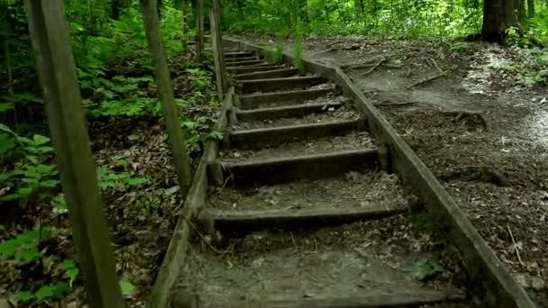 Escalones de madera en un bosque de verano. Pasos en un camino de montaña. — Vídeos de Stock