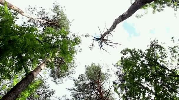 Vista del cielo e delle corone degli alberi. Corone di alberi decidui. Vista dal basso . — Video Stock