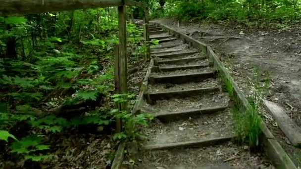 Escalones de madera en un bosque de verano. Pasos en un camino de montaña. — Vídeos de Stock