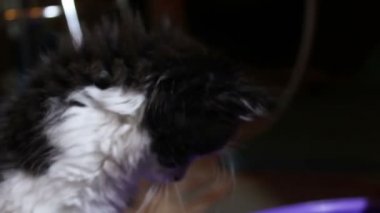 Küçük sevimli bir kedi yavrusu oyuncağıyla oynuyor. Küçük siyah beyaz bir kedi yavrusu kameraya bakıyor..