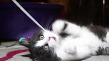 Küçük sevimli bir kedi yavrusu oyuncağıyla oynuyor. Küçük siyah beyaz bir kedi yavrusu kameraya bakıyor..