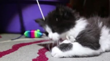 Küçük sevimli bir kedi yavrusu oyuncağıyla oynuyor. Küçük siyah beyaz bir kedi yavrusu kameraya bakıyor..