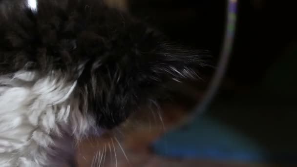 Un gatito lindo está jugando con su juguete. Un gatito blanco y negro de ojos azules está mirando a la cámara . — Vídeos de Stock