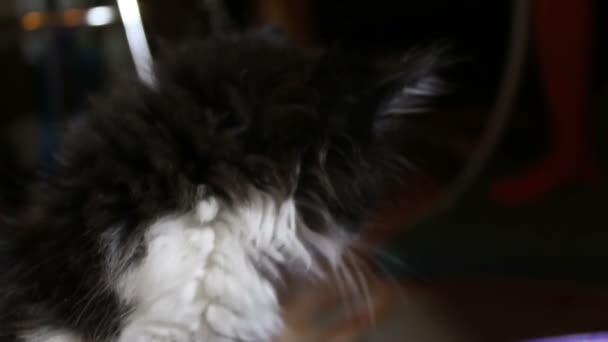 Egy aranyos kiscica játszik a játékával. Egy kis fekete-fehér kék szemű cica néz a kamerába.. — Stock videók