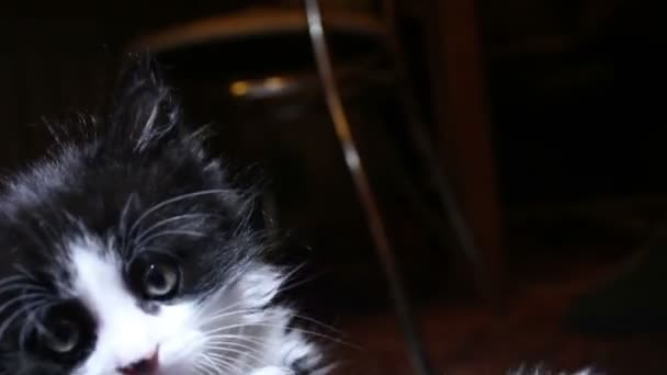 Un gatito lindo está jugando con su juguete. Un gatito blanco y negro de ojos azules está mirando a la cámara . — Vídeos de Stock