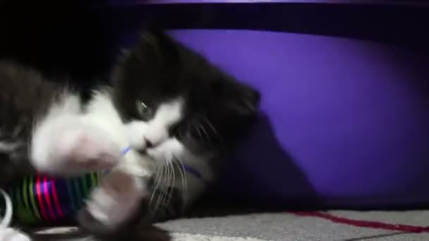 En liten söt kattunge leker med sin leksak. En liten svart och vit blåögd kattunge tittar på kameran. — Stockvideo