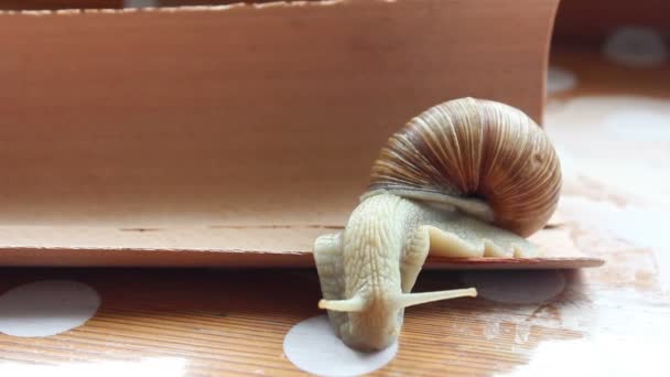 Gartenschnecke krabbelt auf Holztisch. — Stockvideo