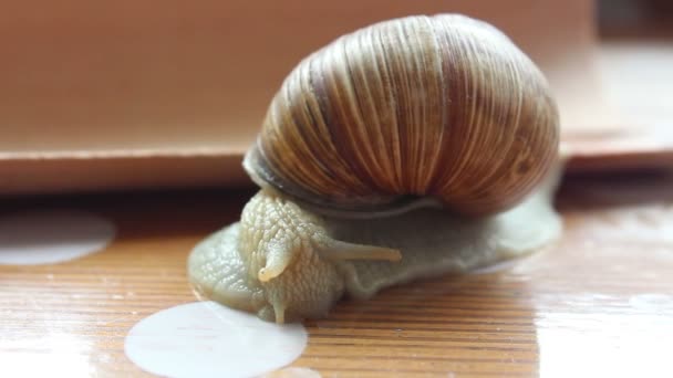 Gartenschnecke krabbelt auf Holztisch. — Stockvideo