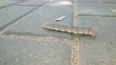 Büyük gri bir tırtıl yol boyunca sürünür..