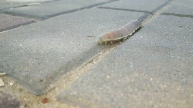 Büyük gri bir tırtıl yol boyunca sürünür..