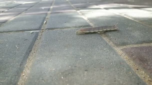 En stor grå larv kryper längs vägen. — Stockvideo