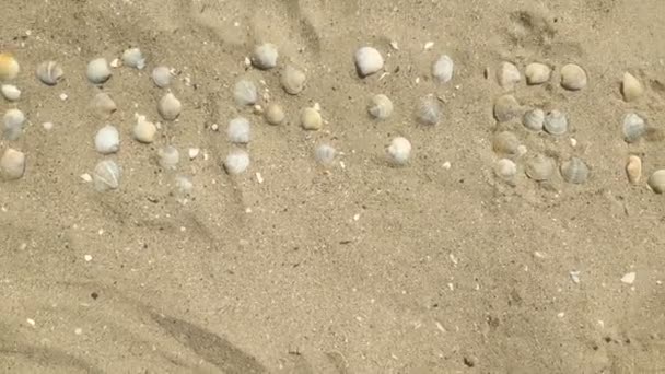 Inskriptionen resa skriven av skal på en sandstrand. Inskriptionen färdas i sanden. — Stockvideo